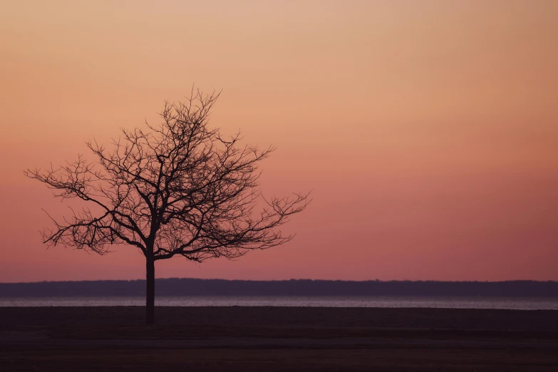 tree with brown leaves and two birds at sunset