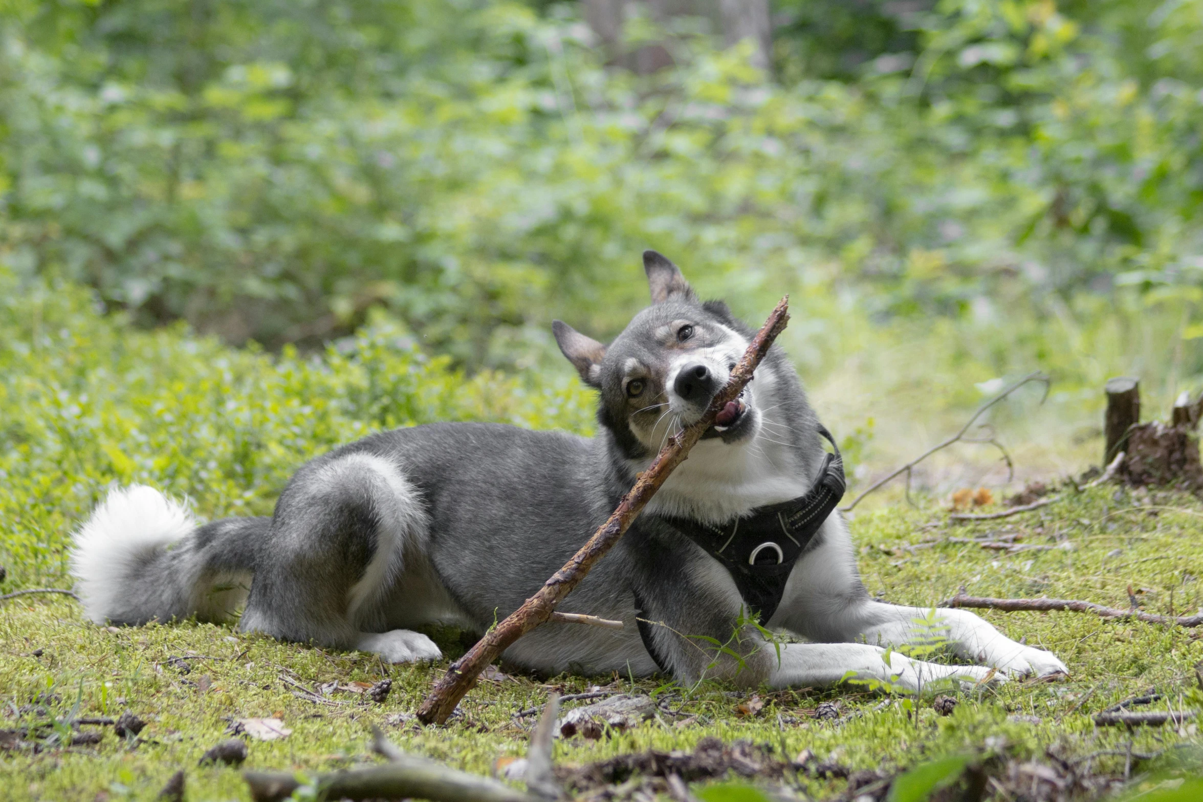 a dog laying in a forest holding a large stick