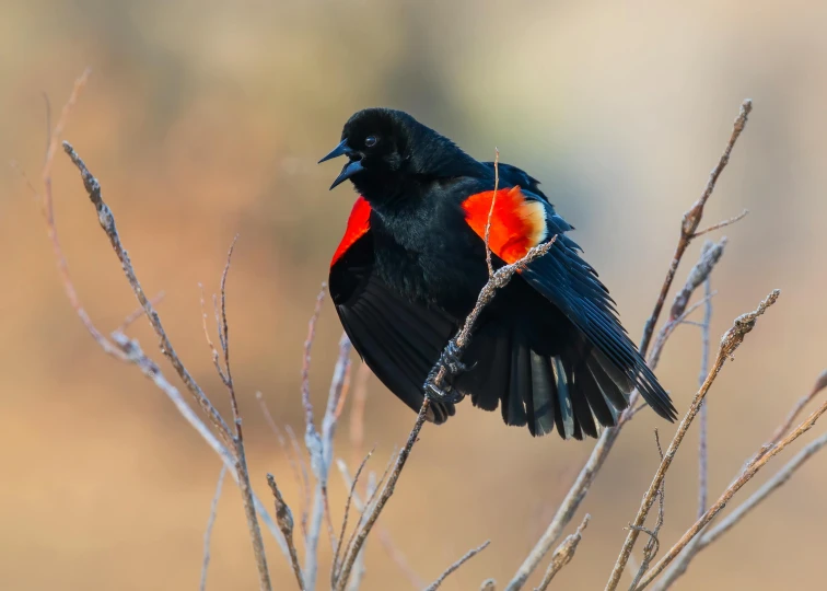 there is a small black and orange bird on a nch