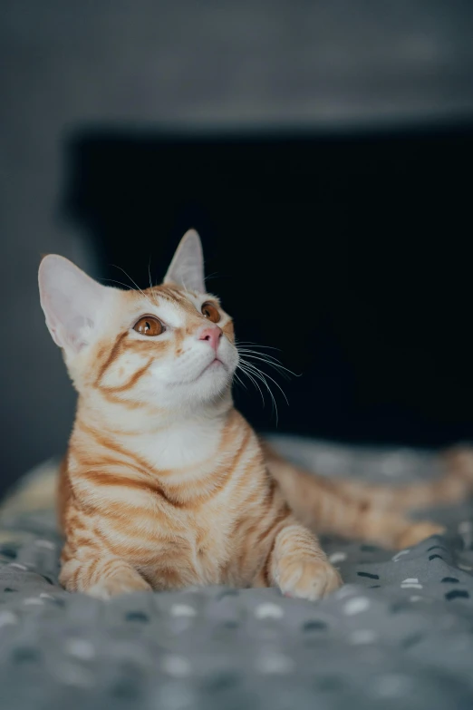 an orange and white cat is sitting on a bed