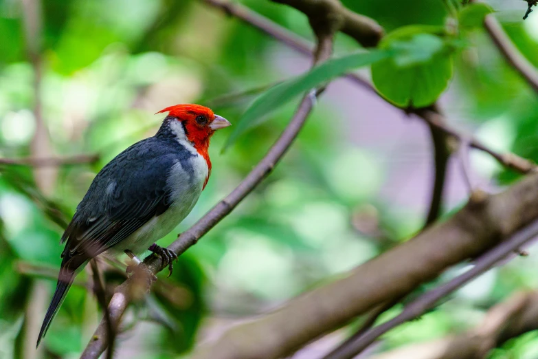 a bird sitting in a tree with green leaves