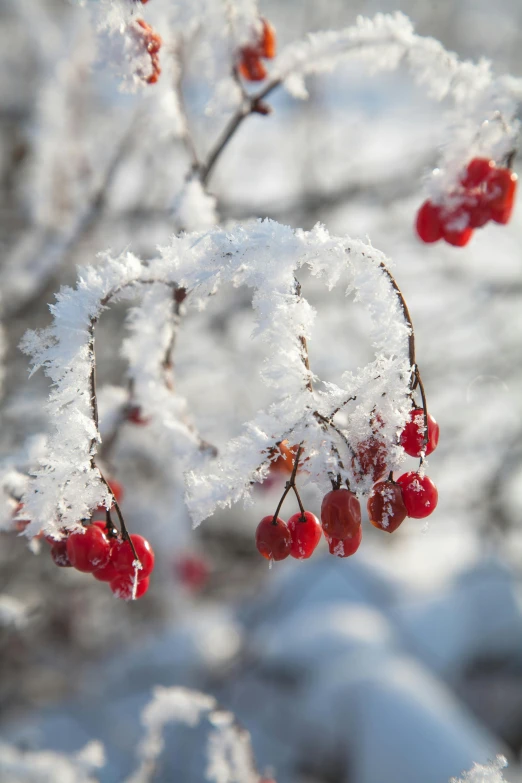 a nch with snow and red berries on it