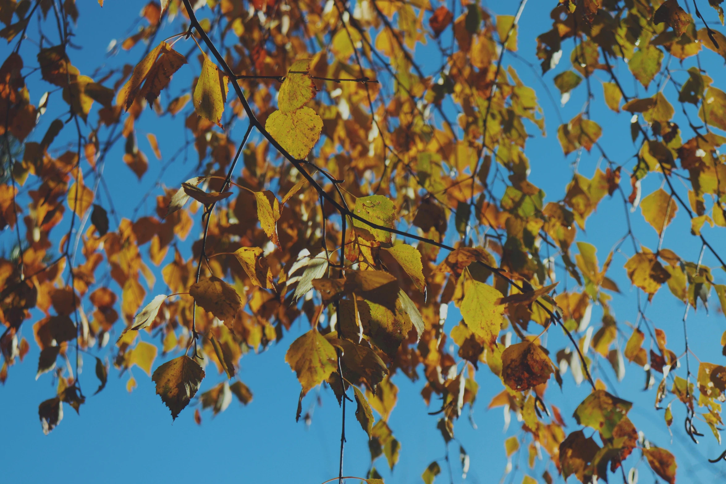 the leaves are changing colors on the tree