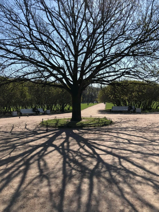 trees in the park with their leaves casting a shadow