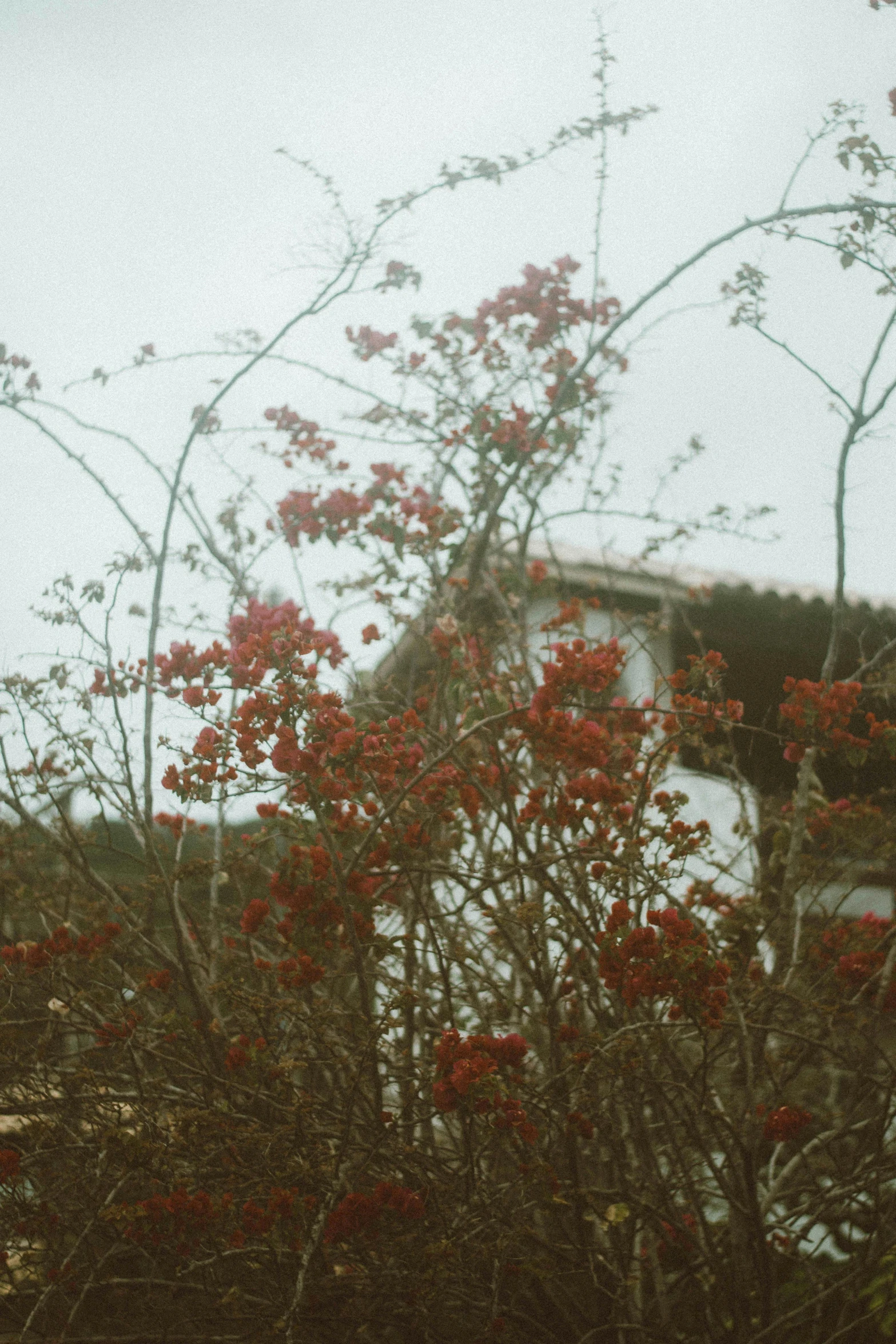 a red bush that is next to a building