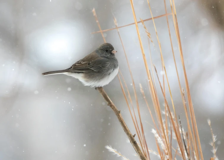 a brown bird perched on a dry nch