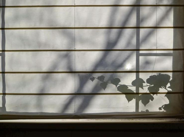 the shadow of a plant on a window blind