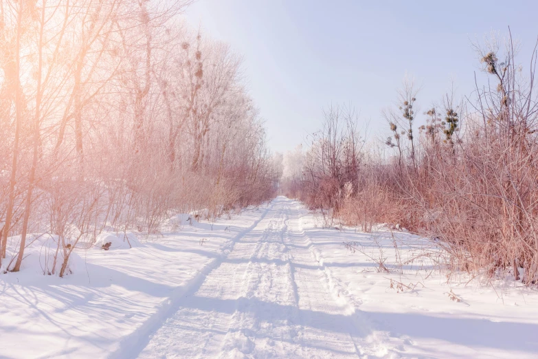 a trail that runs through the trees is snow covered