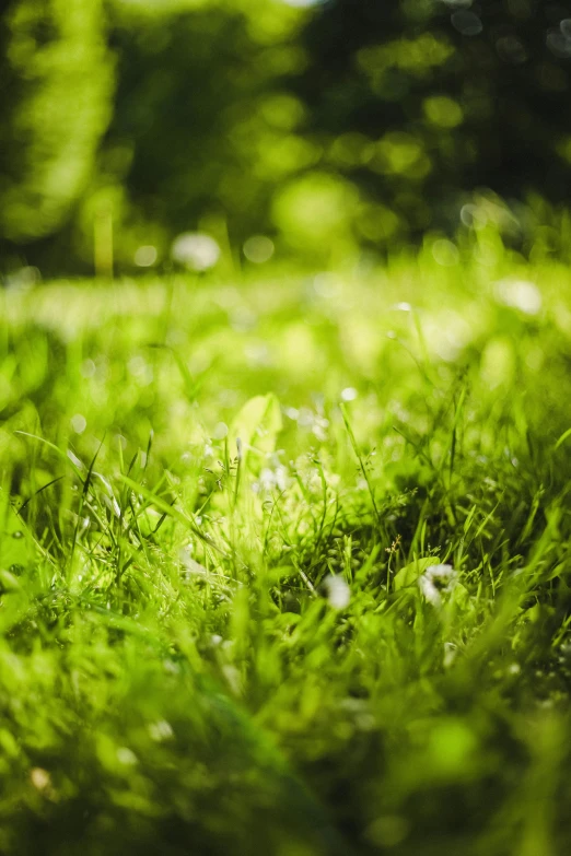 a closeup po of green grass and grass seeding
