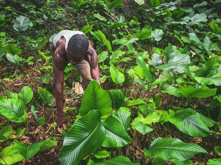 a man working with a bush in a tropical forest