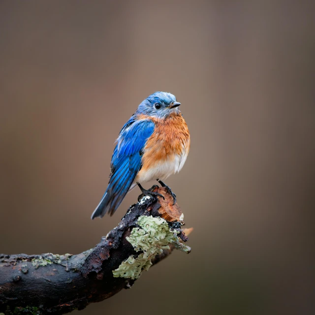 a small bird sitting on a tree limb