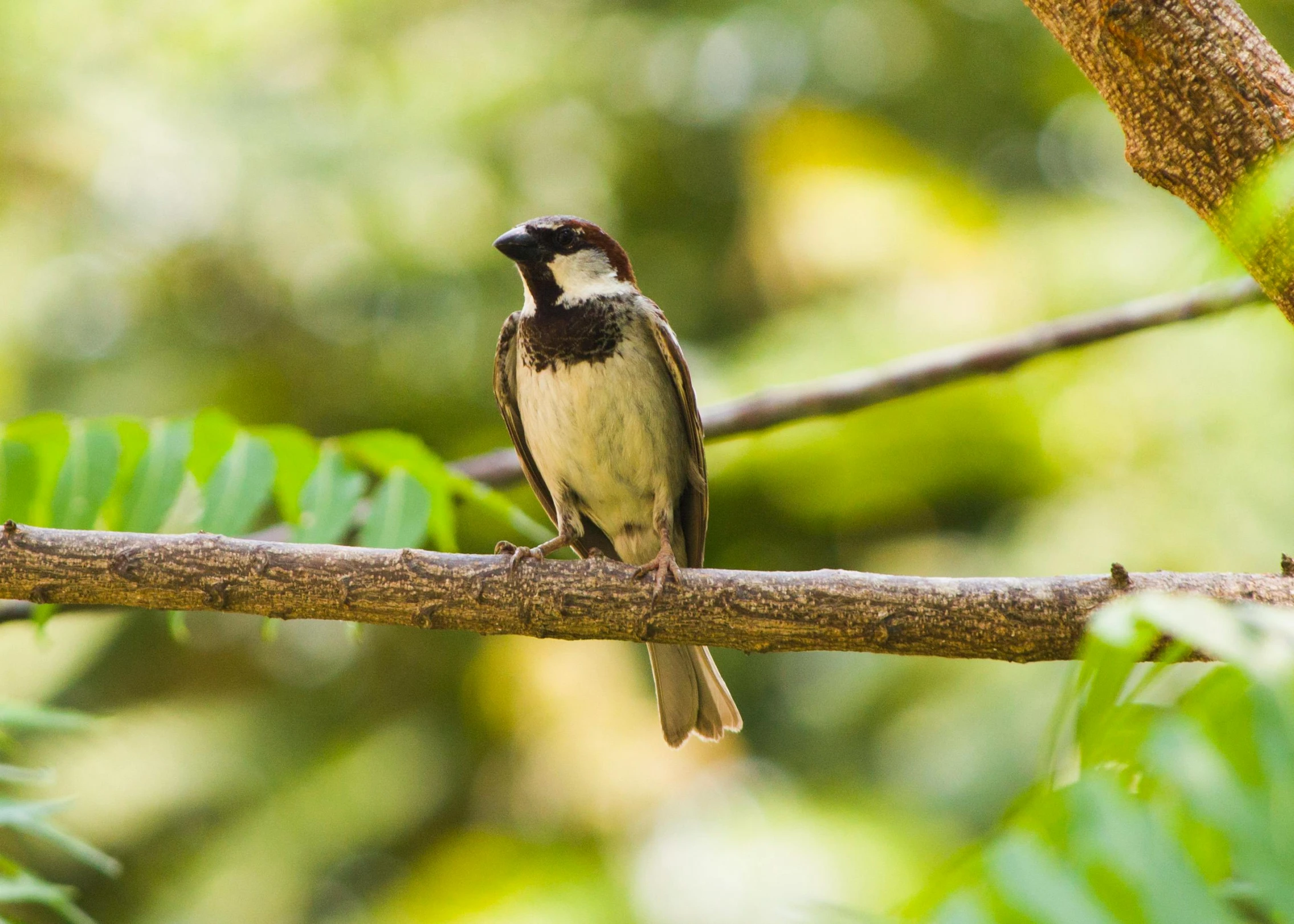 small bird sitting on the nch of a tree