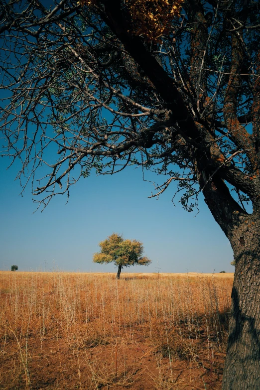 a lone tree standing in a brown field