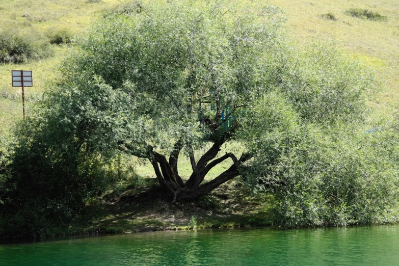 the tree next to the green water has a frisbee on it