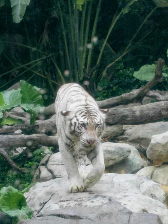 a large white tiger running over a rock covered ground