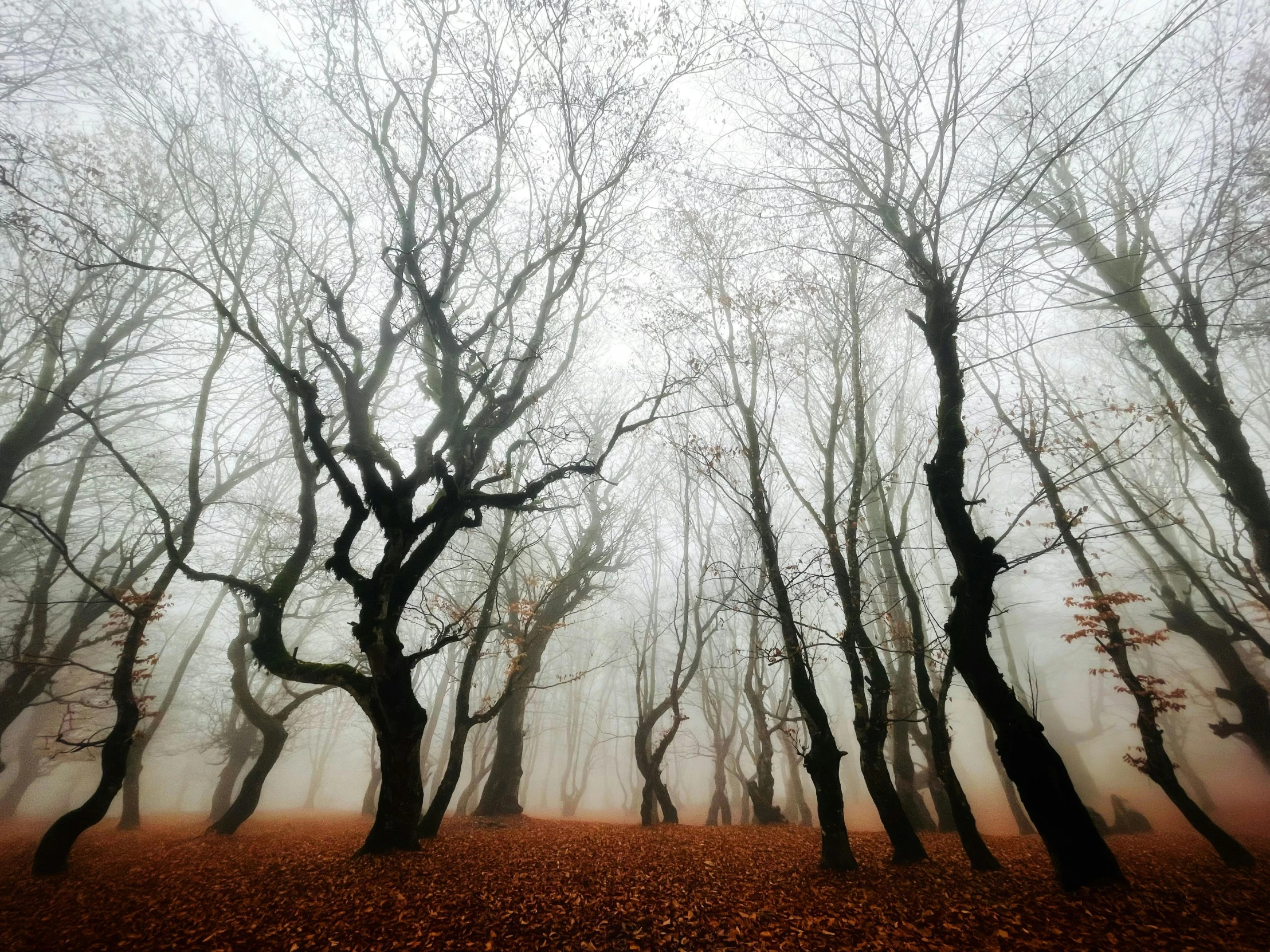 foggy fall forest with thin trees in the background