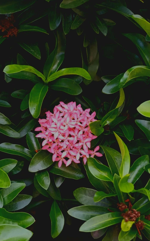a pink flower that is growing out of some leaves