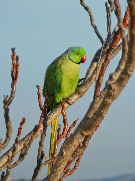a green bird is perched on a nch