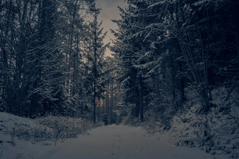 a snow covered path surrounded by tall trees