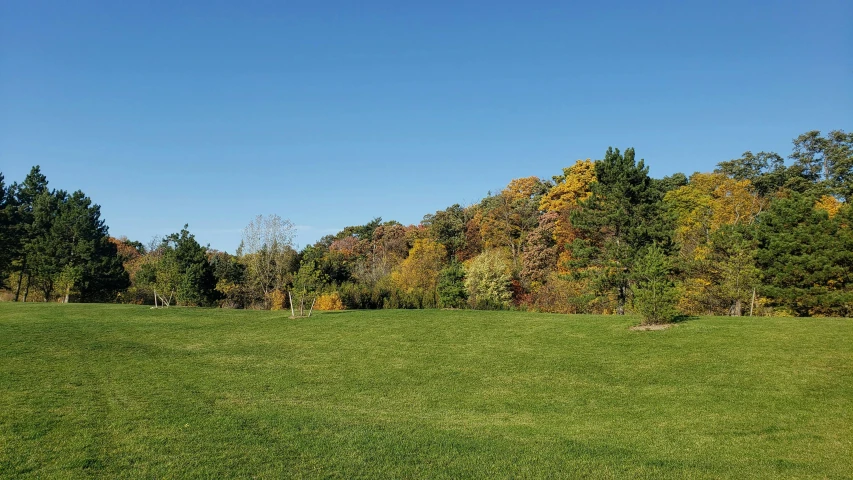 a field with trees that have fallen leaves