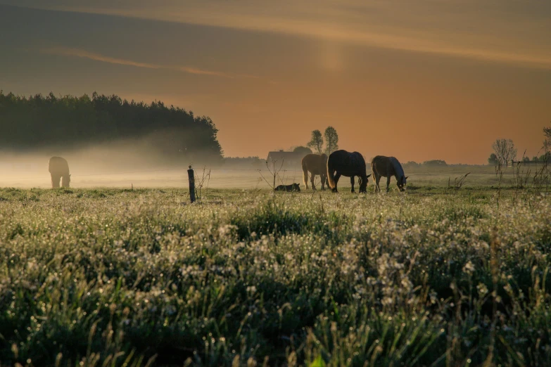 horses are grazing in the meadow at sunset