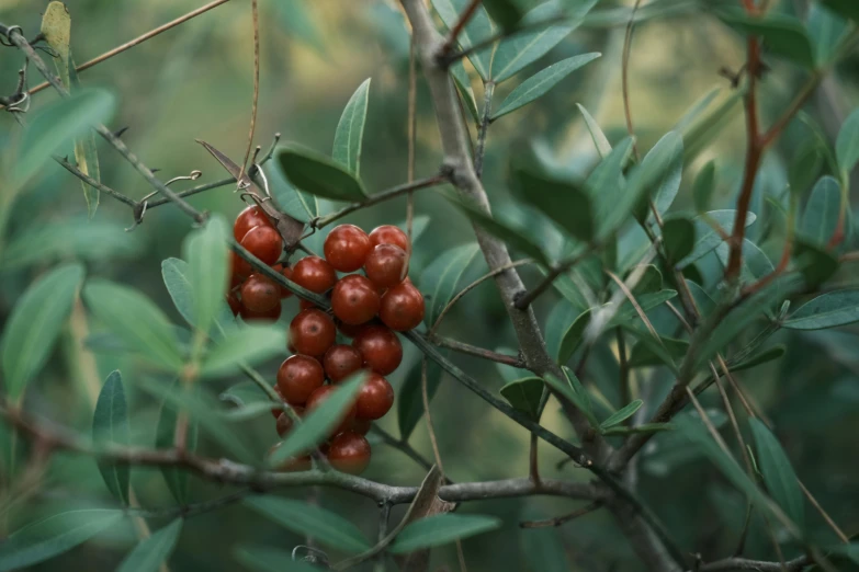 a group of berries sitting on top of a green tree nch