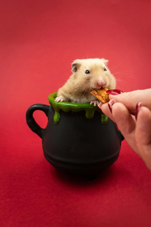 a hamster eating soing in a cup