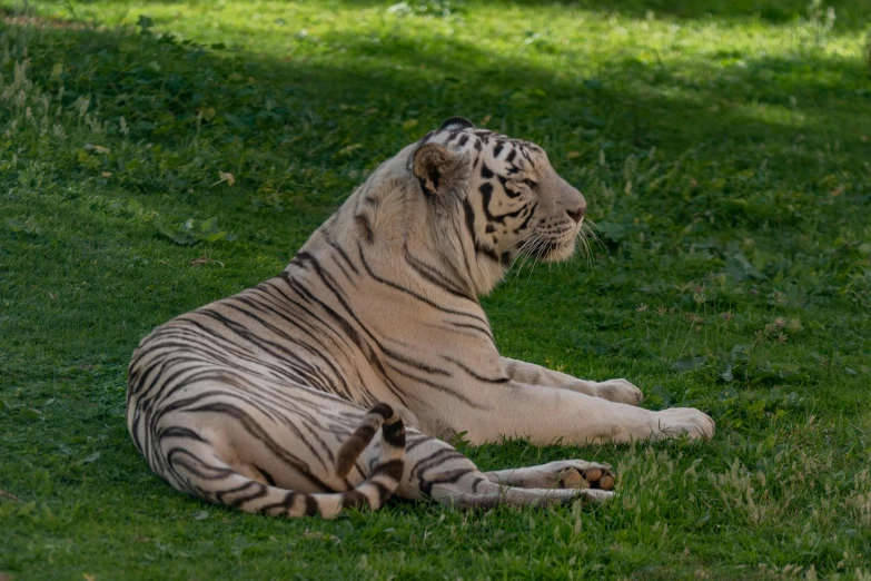 a white tiger laying on grass in an open field