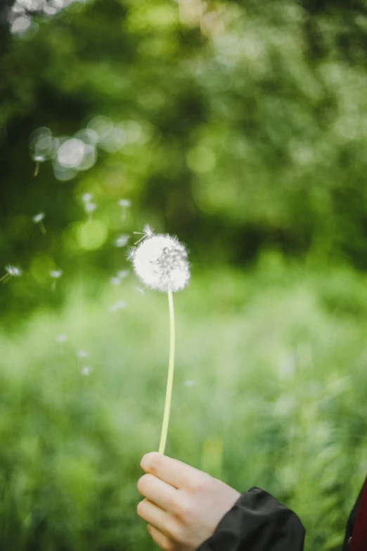 a person holding a dandelion in their hand