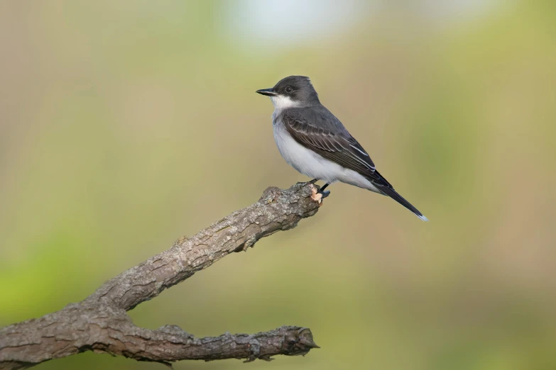 a bird standing on the limb of a nch