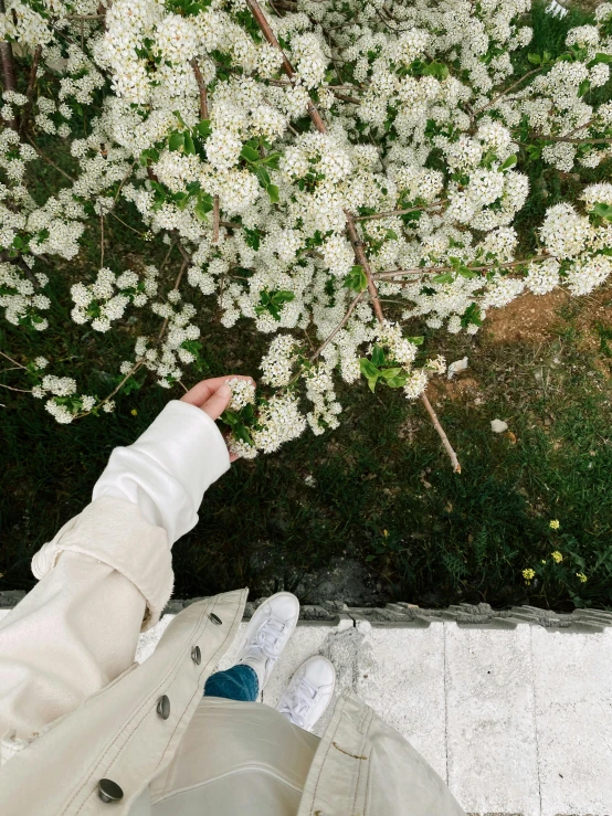 a person standing under white flowers with their arm raised