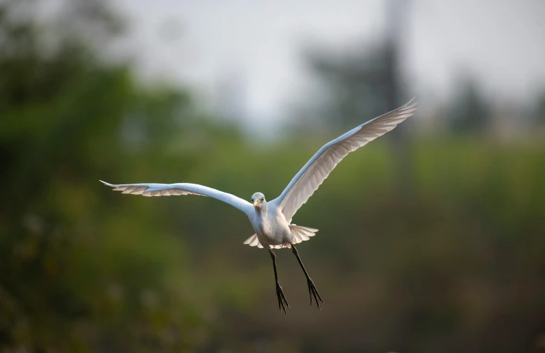 a white bird is flying with it's wings spread