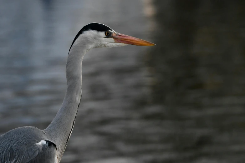 a small bird sitting next to the water