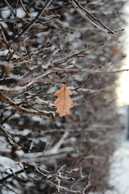 a maple leaf is on a tree in the snow