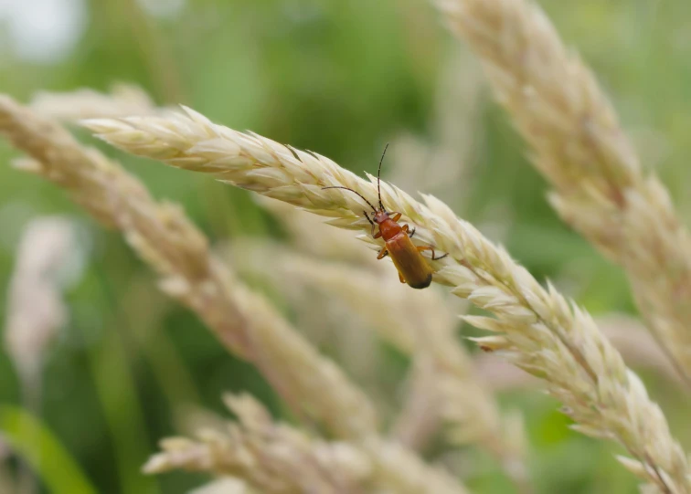 a brown insect sitting on a piece of grass