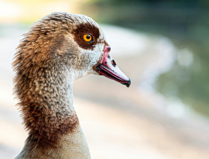 a goose with brown hair is next to a body of water