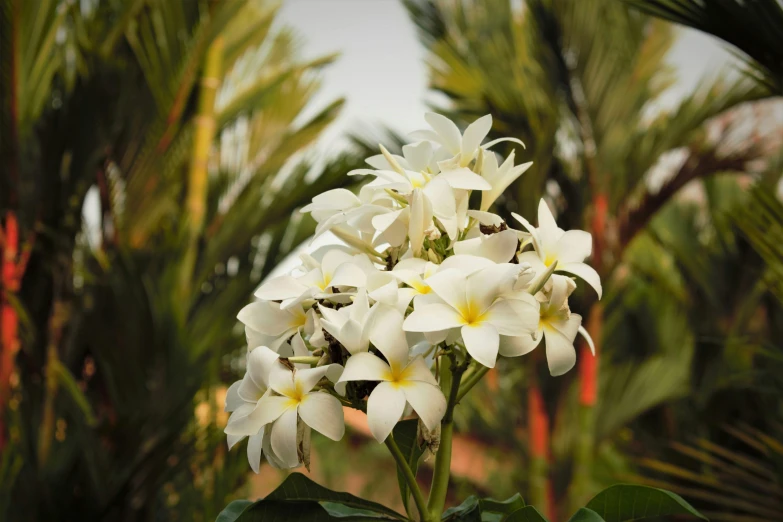 white flowers bloom in the middle of a group of trees