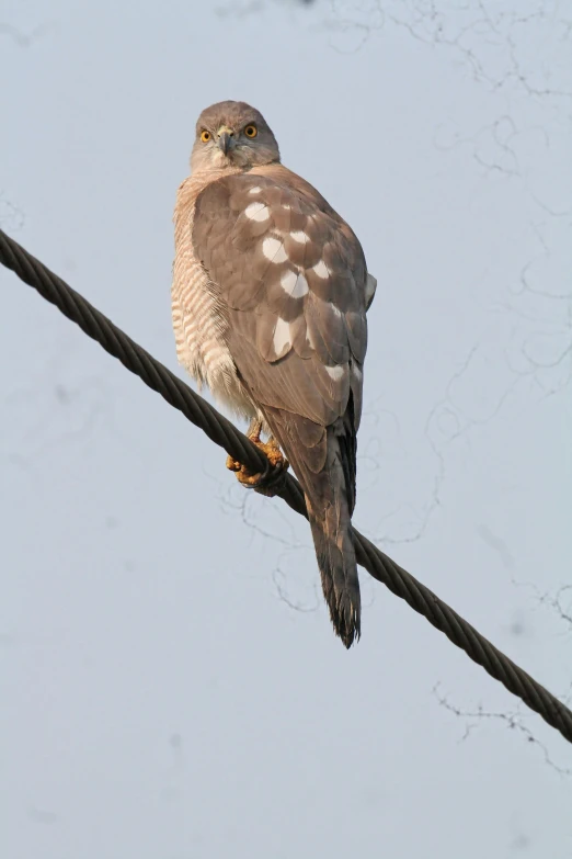 a small bird sits on top of a telephone pole