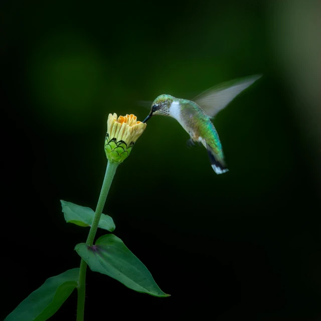 a hummingbird flying to get nectar from a flower