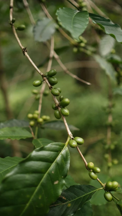 coffee beans are ripening on the tree