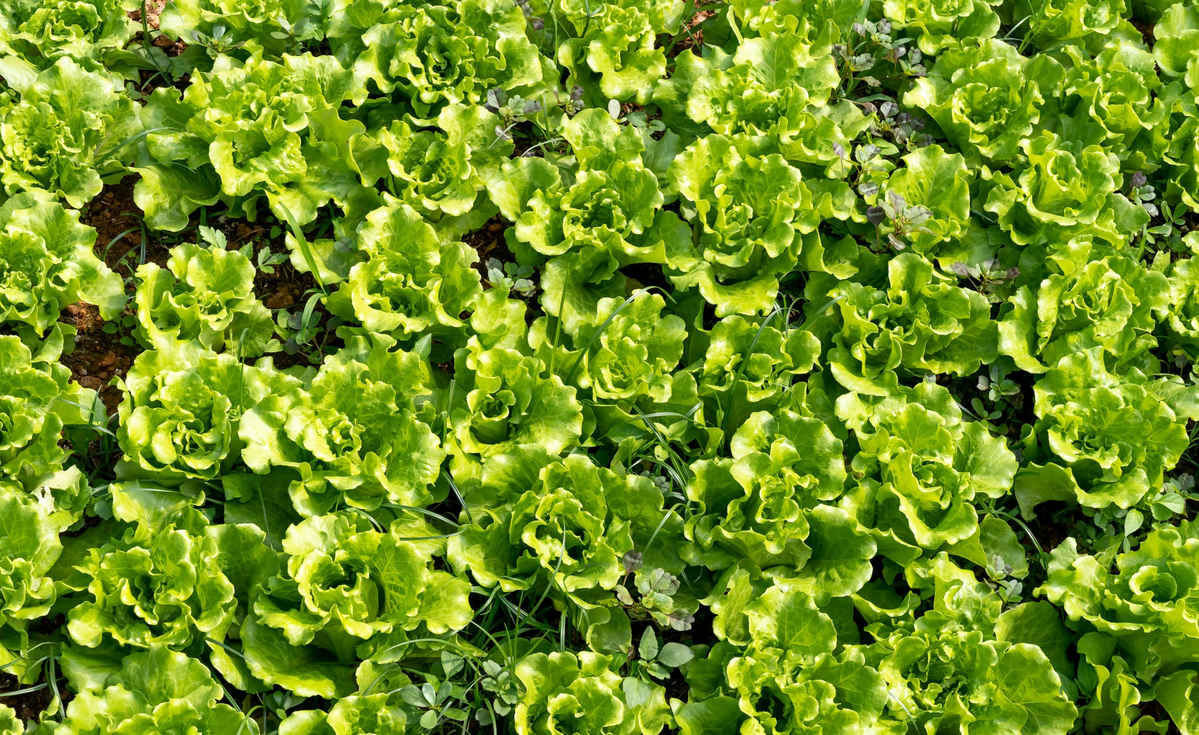 many green plants growing in the garden together