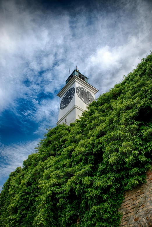 a tall clock tower towering over the top of a tall tree