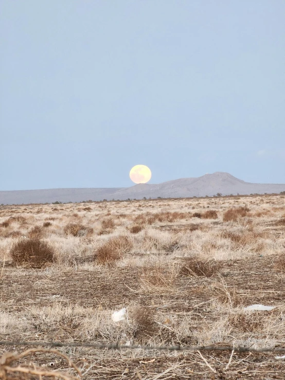 a lone brown horse in the middle of a dry landscape