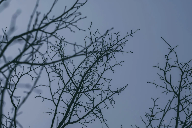 a tree with no leaves and a sky in the background