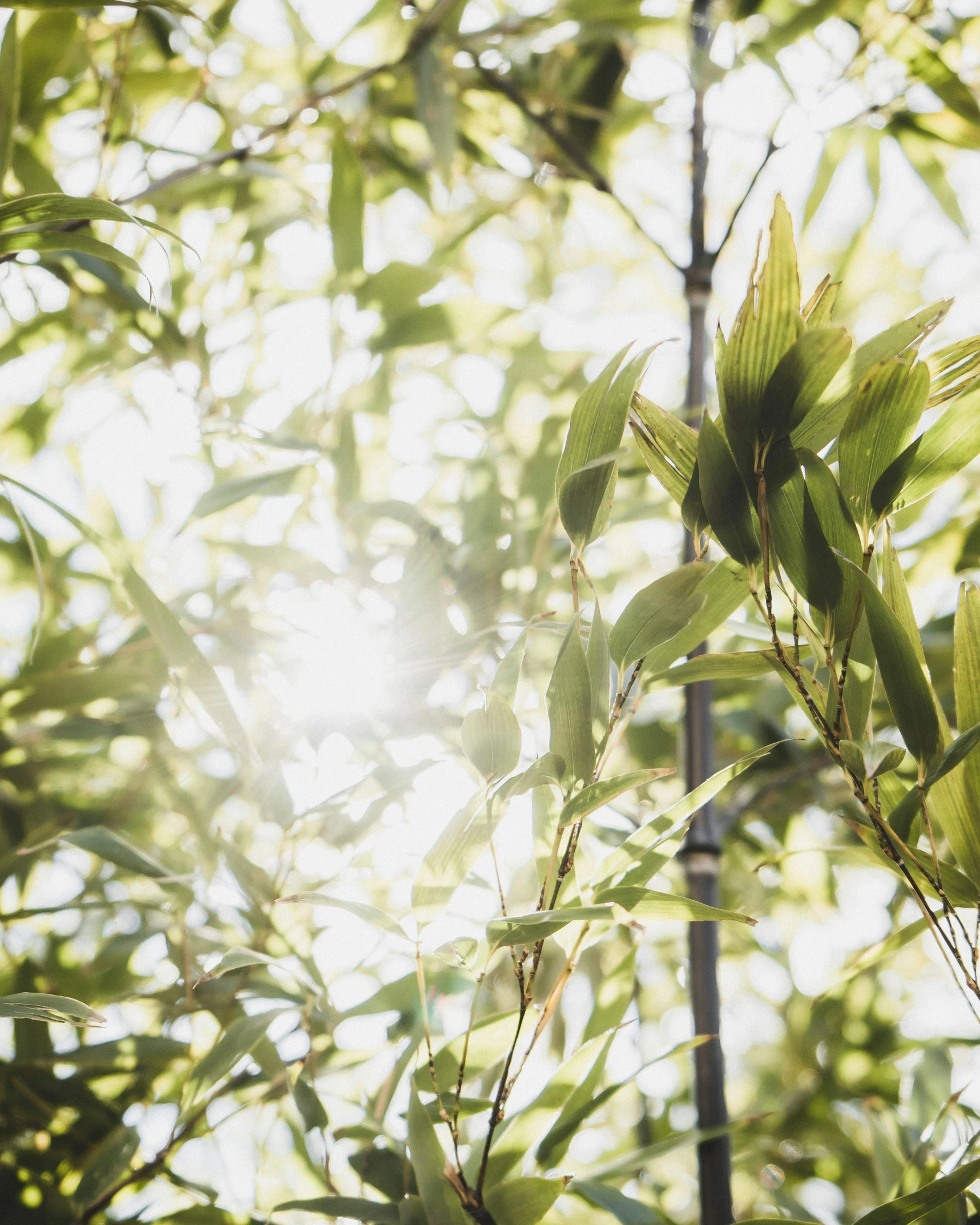 a po of the sun peeking through a dense forest