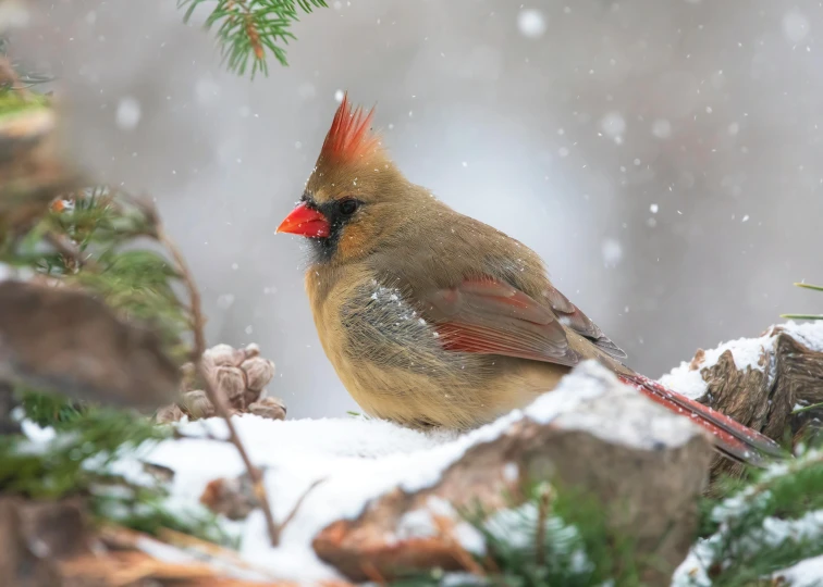 a cardinal in a snowy pine tree looks at soing