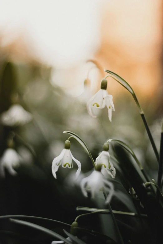 a bunch of flowers are in a garden