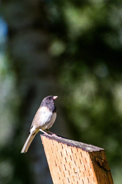 the bird is perched on top of a wooden post