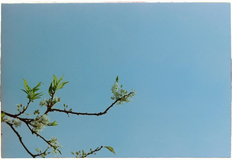 the nch of the tree with flowers is almost close up