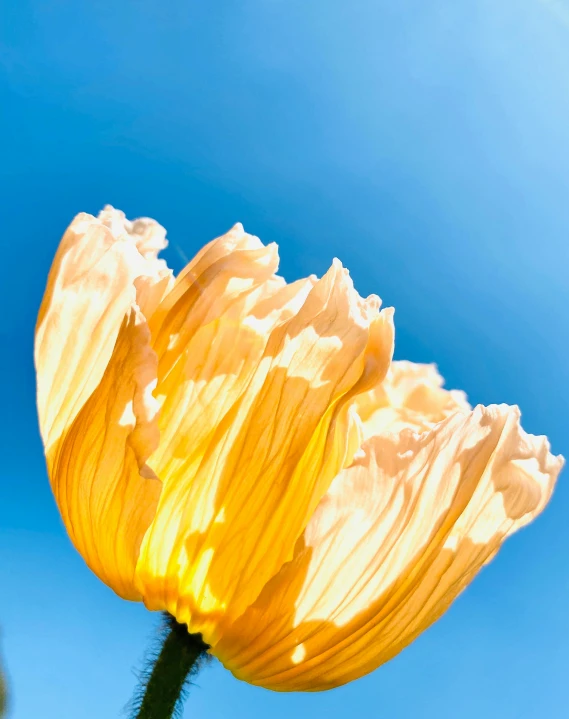 a yellow flower in the air on a sunny day